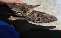 Bengal cats for sale:  1 stunning male bengal kitten  - Image 28