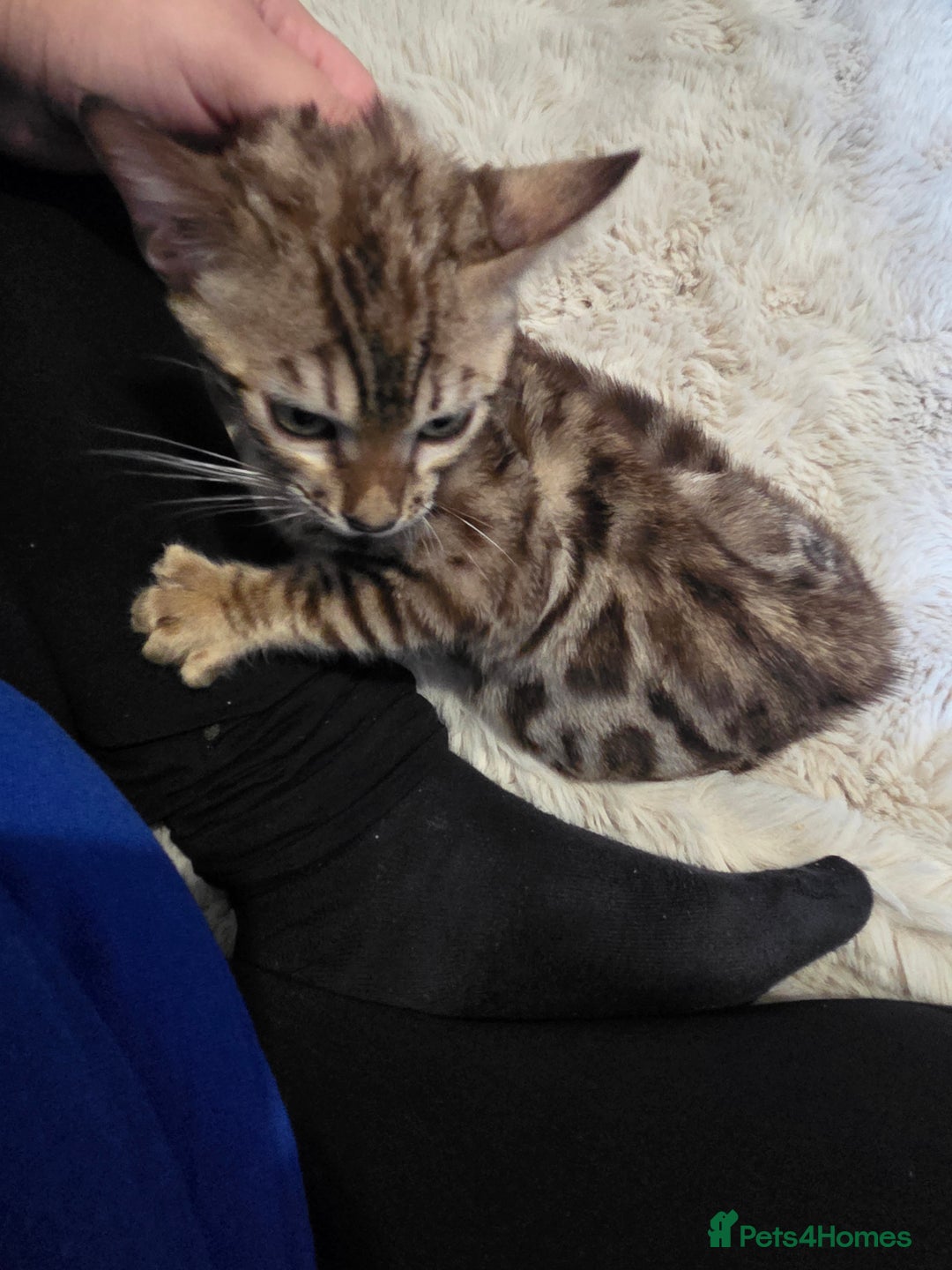 Bengal cats for sale:  1 stunning male bengal kitten  - Image 28