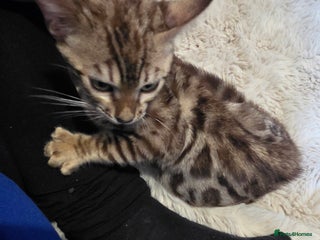 Bengal cats 1 stunning male bengal kitten - Advert 14
