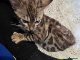 Bengal cats 1 stunning male bengal kitten - Advert 11