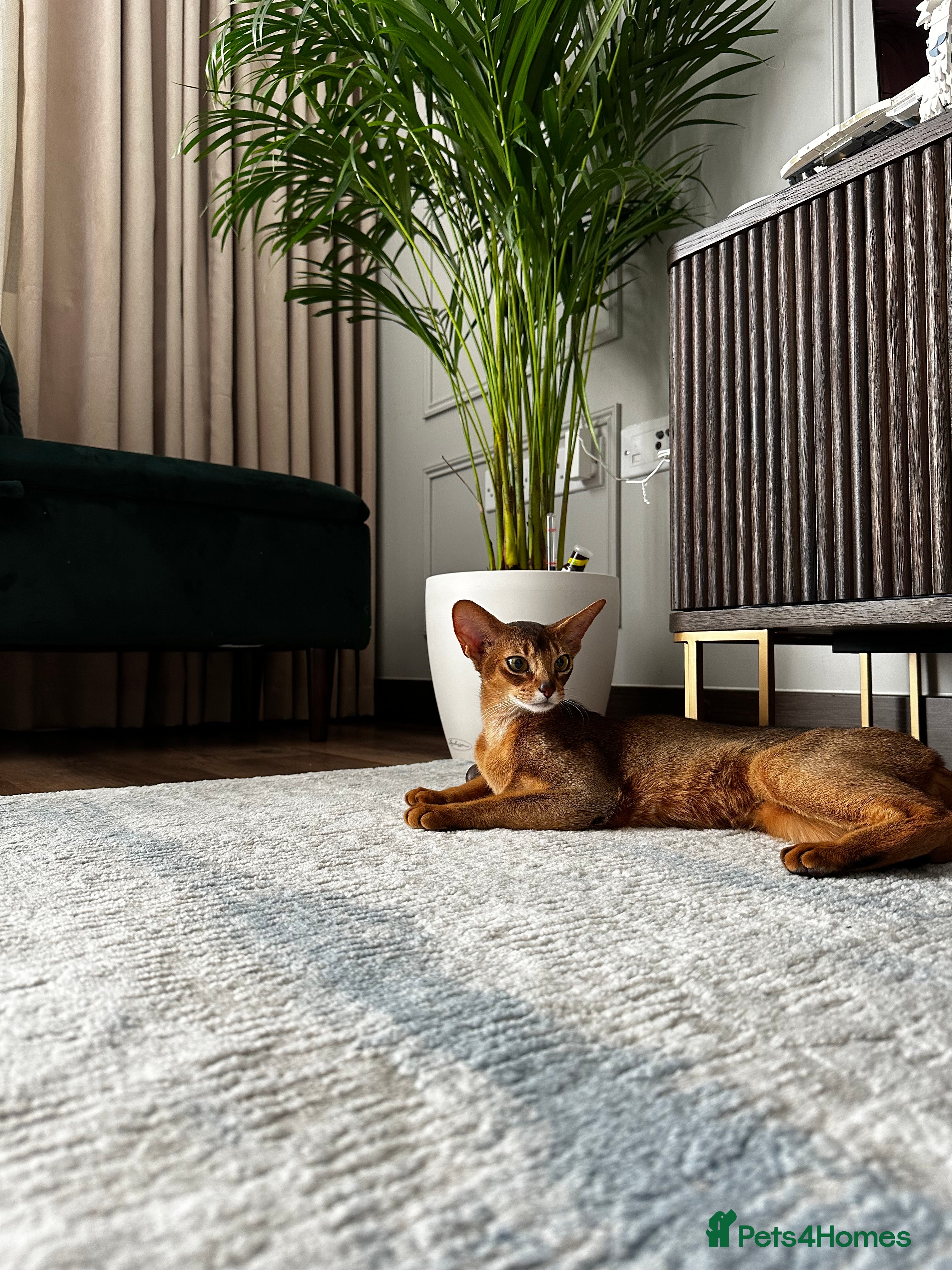 Abyssinian cats Sold 🩵🩷 - Advert 8