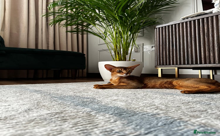 Abyssinian cats - Advert 1