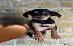 Chihuahua dogs for sale: Chihuahu Puppies - Image 2