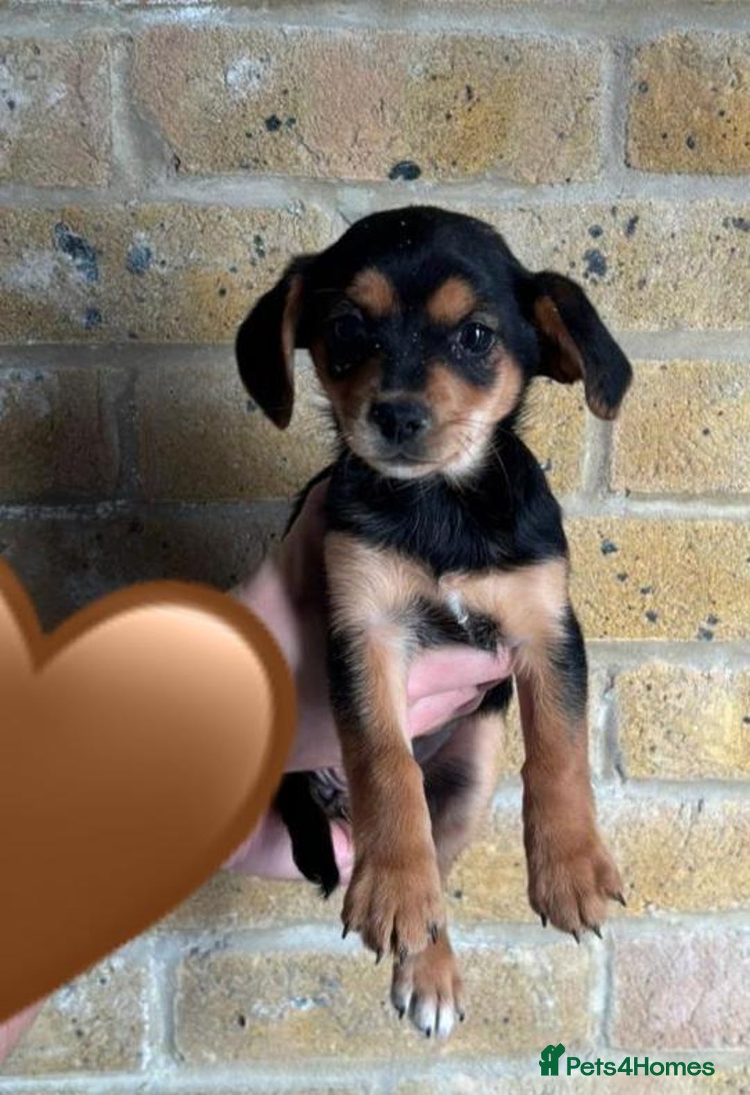 Chihuahua dogs for sale: Chihuahu Puppies - Image 2