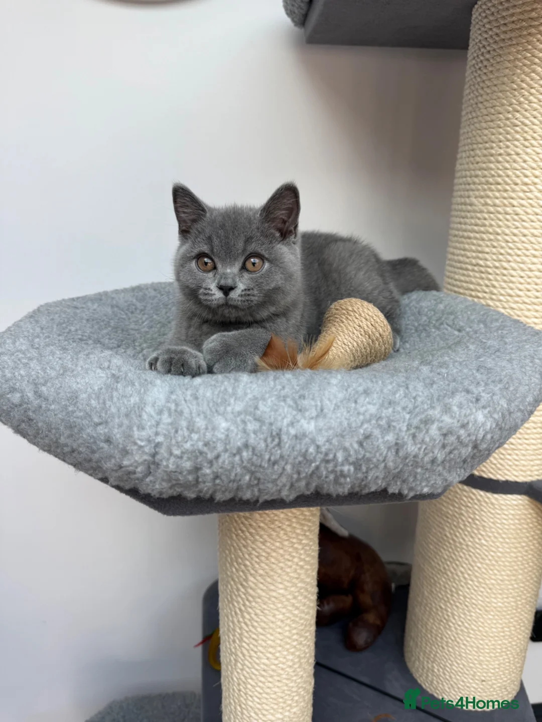 British Shorthair cats for sale: British shorthair Kitten  - Advert 14
