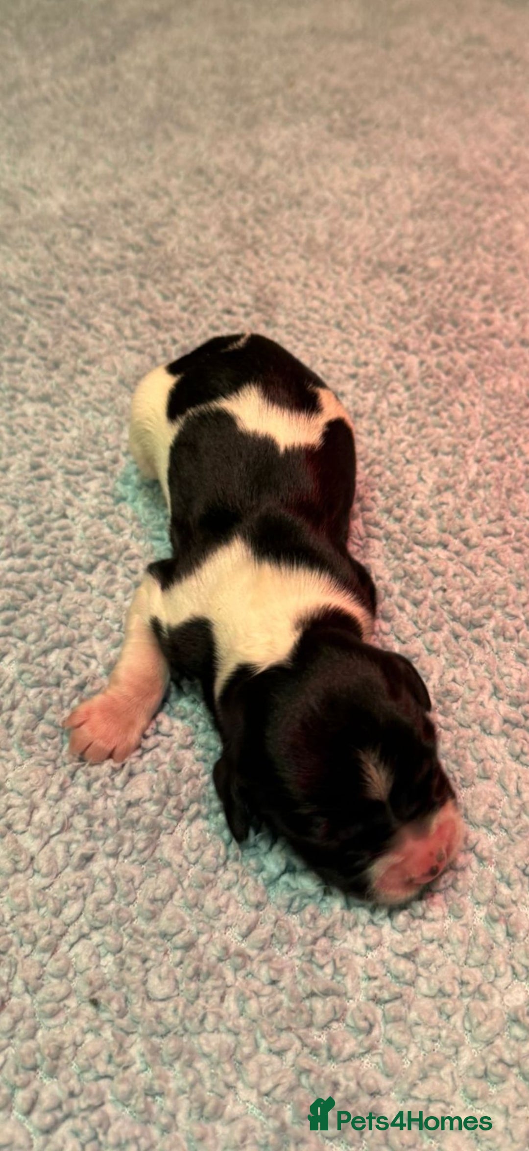 English Springer Spaniel dogs for sale: KC Reg English Springer Spaniels in Hampshire - Advert 10