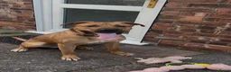 Mixed Breed dogs for sale: Dog for rehoming  - Advert 3