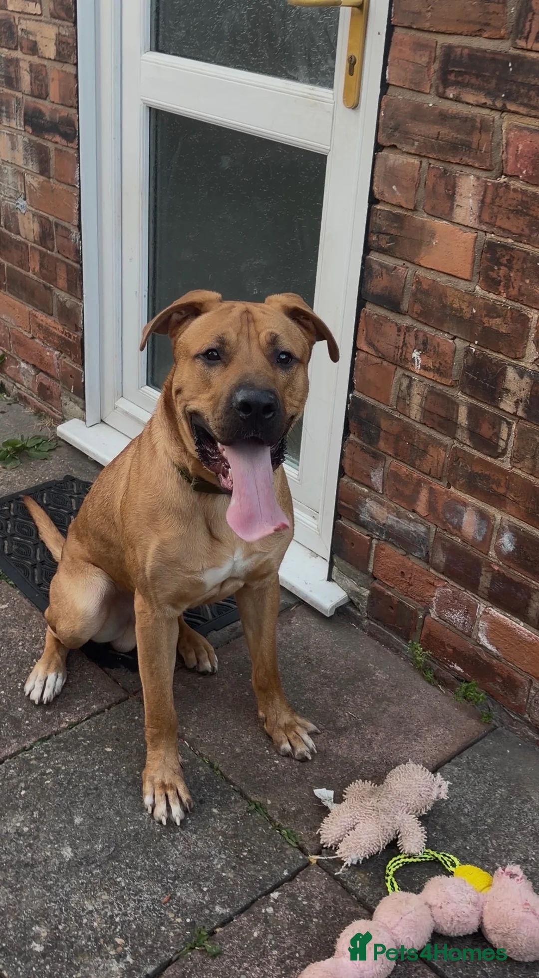 Mixed Breed dogs for sale: Dog for rehoming  - Advert 3