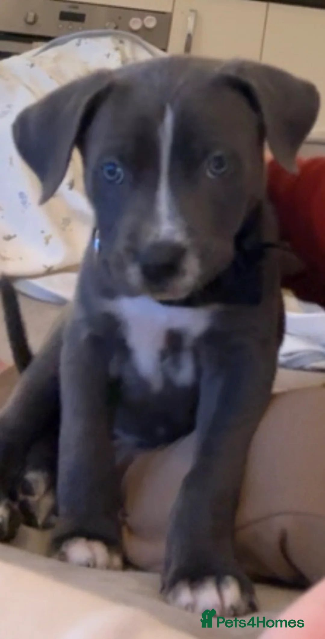 Cane Corso dogs for sale: Cane Corso puppy - Advert 1