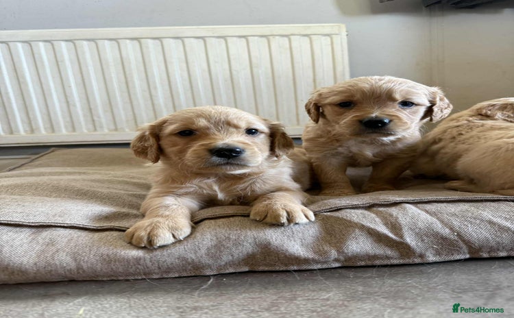 Golden Retriever dogs - Advert 1