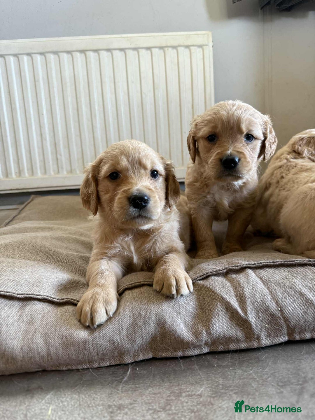 Golden Retriever dogs for sale: Stunning Top Quality Lines Golden Retriever Pups - Image 1