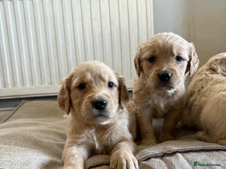 Golden Retriever dogs - Advert 6