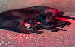 Mixed Breed dogs for sale: Fabulous Black Gold Retrievers - Image 1