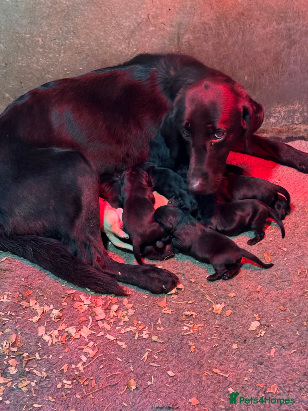Mixed Breed dogs for sale: Fabulous Black Gold Retrievers - Image 1