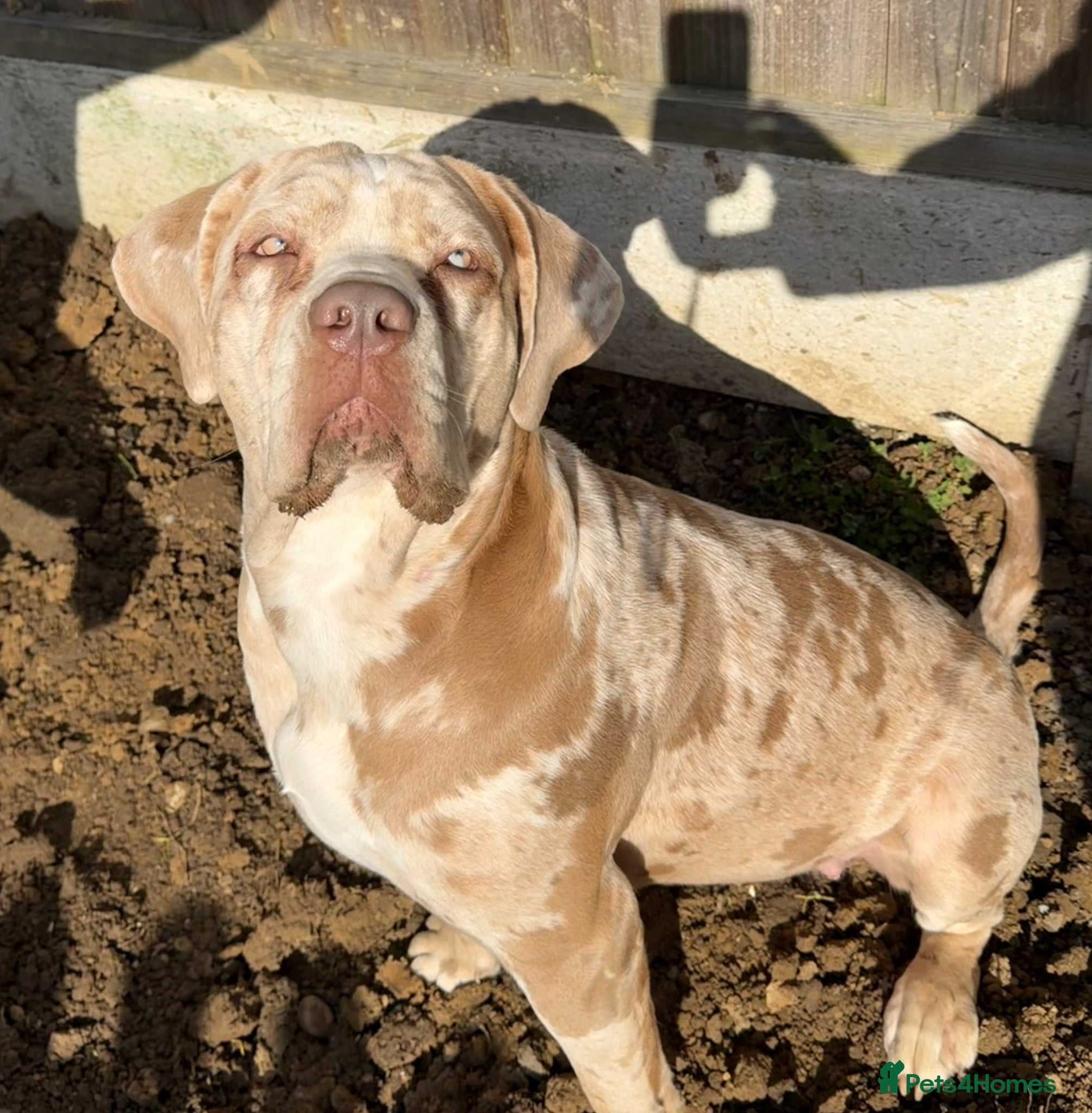 Cane Corso dogs ✨Amazing Merle cane corso x Bandog ✨ - Advert 6