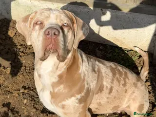 Cane Corso dogs ✨Amazing Merle cane corso x Bandog ✨ - Advert 6