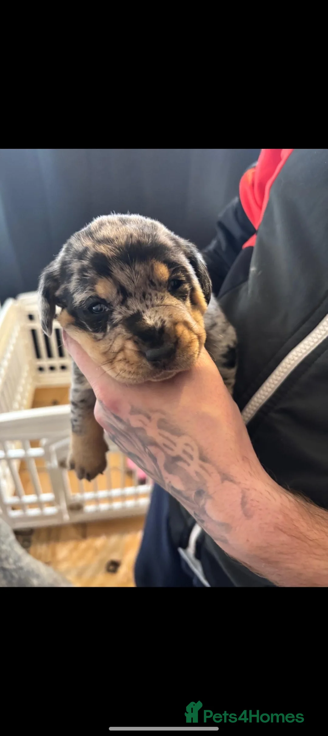 Mixed Breed dogs for sale: Husky cross dashhound  - Advert 3