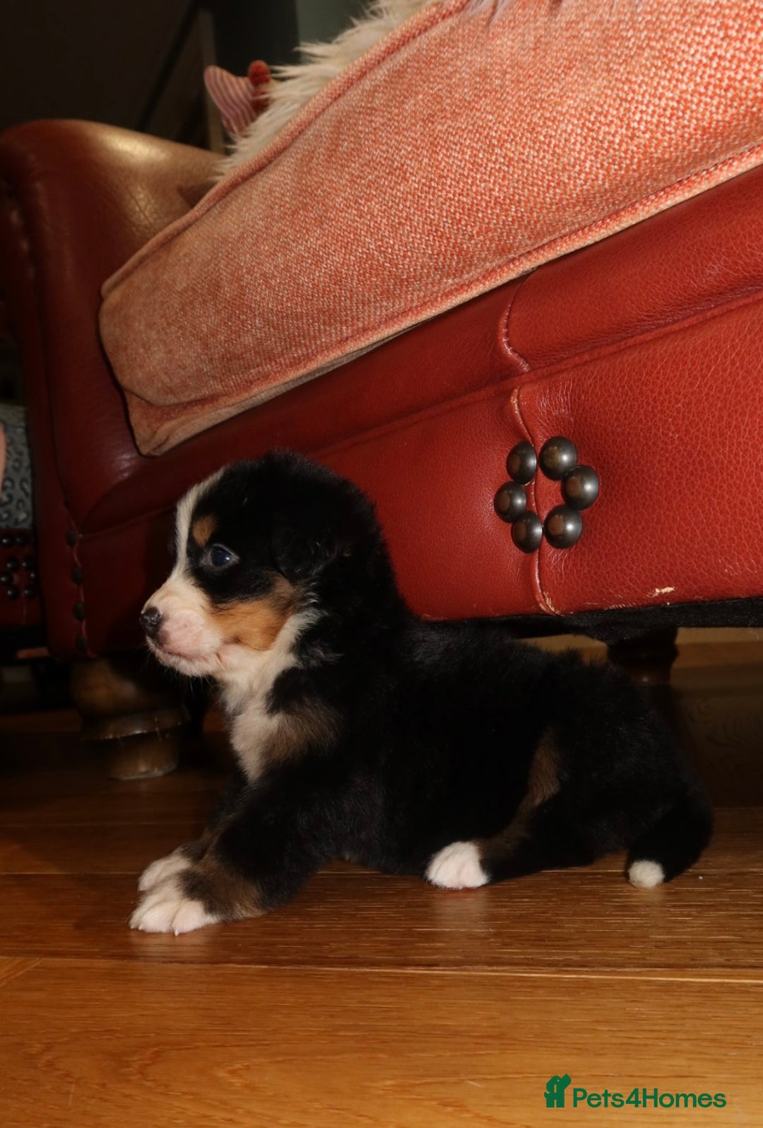 Bernese Mountain Dog dogs for sale: Bernese Mountain Dog Pups  - Image 9
