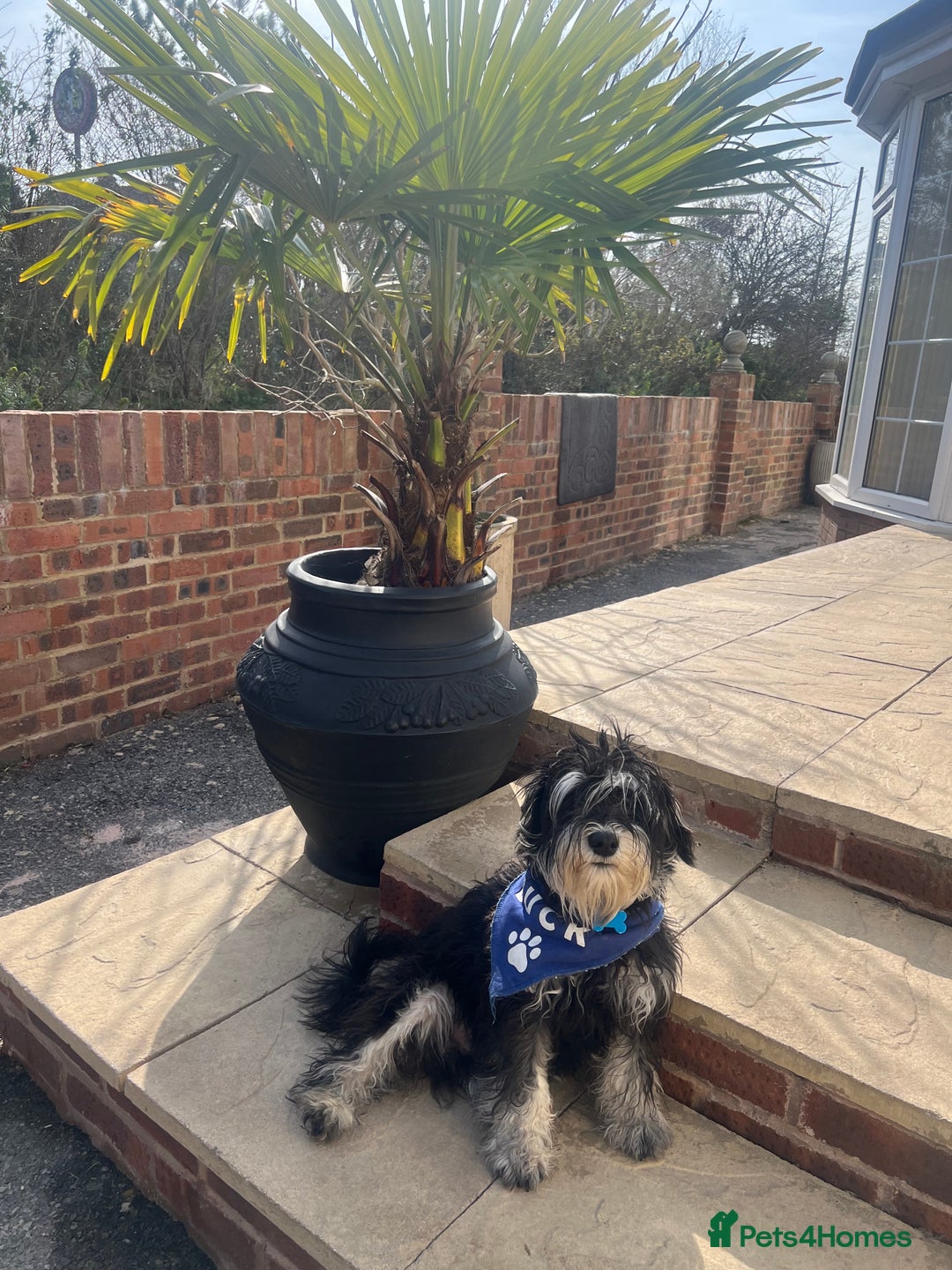 Miniature Schnauzer dogs for stud: 🐾🌟Miniature Schnauzer Stunning Stud 🌟🐾 - Advert 9