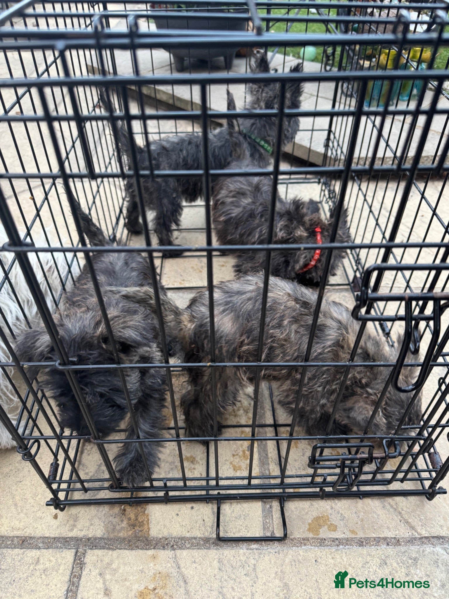 Mixed Breed dogs West highland Terrier x Cairn Terrier Hybrid  - Advert 5