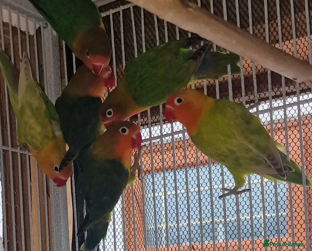 Lovebirds birds for sale: ✨️🦜Beautiful Fischer's Lovebird for Sale! 🦜✨ in Saint Helens - Advert 2