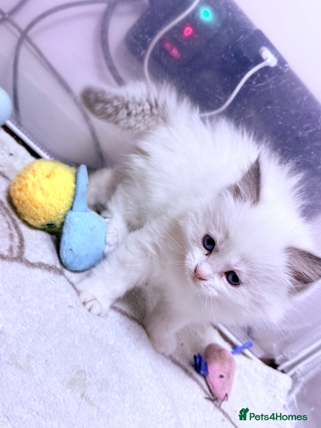 Ragdoll cats for sale: 💕🏅GCCF reg. Champ blood Beautiful Ragdolls 🏅💕 - Advert 8