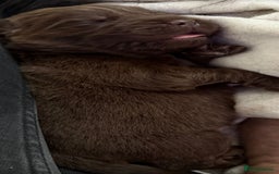 Newfoundland dogs for sale: KC registered Newfoundland Puppies. Health tested - Image 13