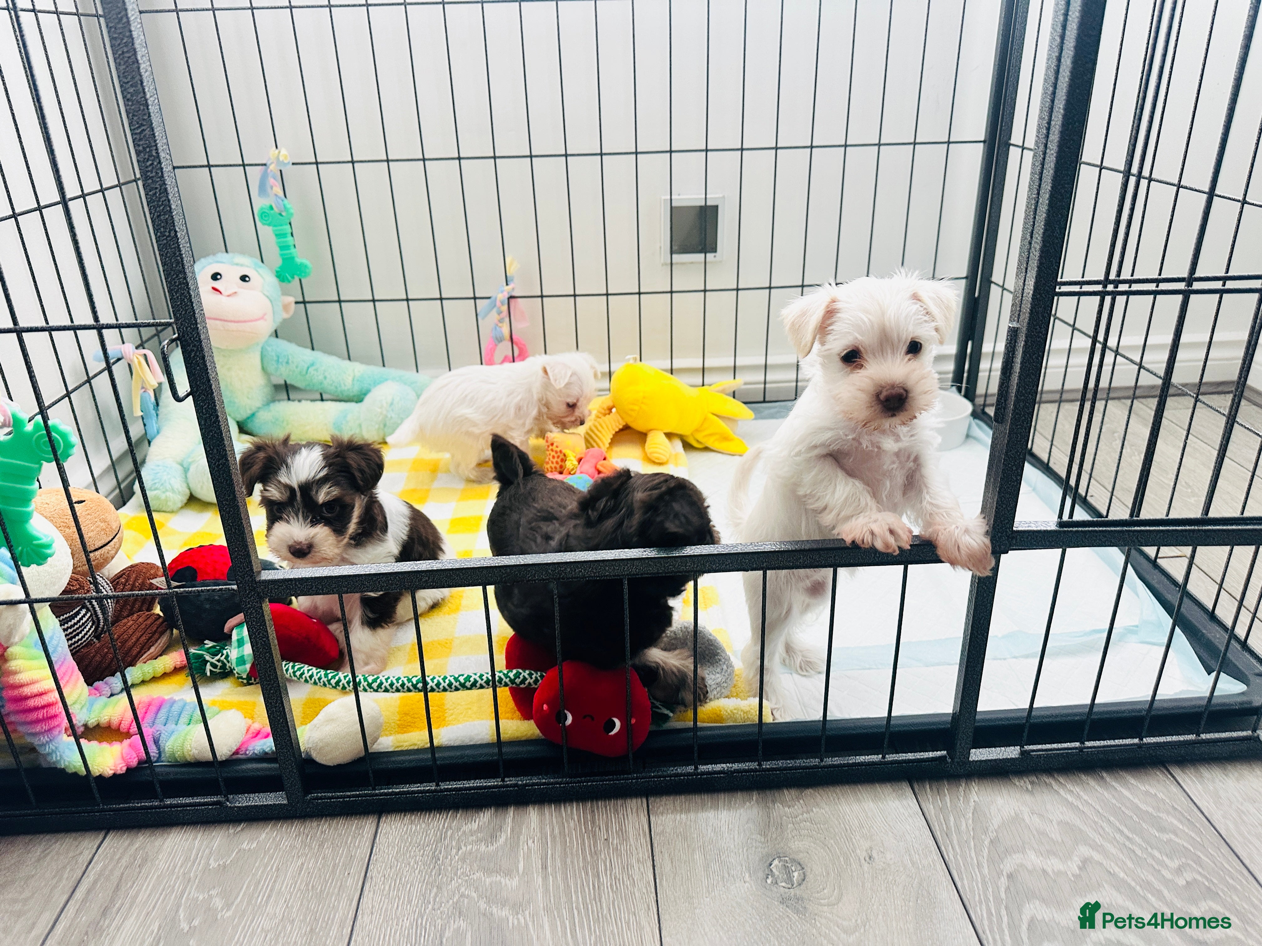 Miniature Schnauzer dogs 🐾 STUNNING KC REG MINIATURE SCHNAUZER 🐾 - Advert 2