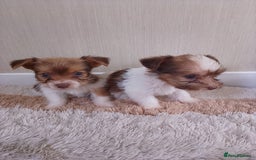 Mixed Breed dogs for sale: Shitzu x jack Russell  - Image 7