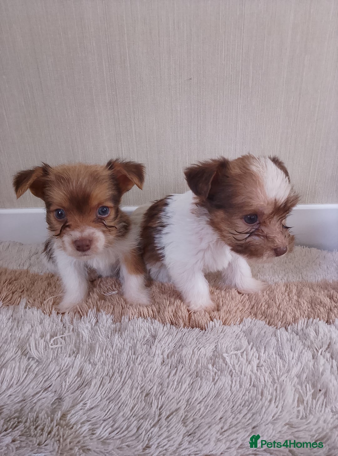 Mixed Breed dogs for sale: Shitzu x jack Russell  - Image 7