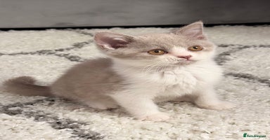 British Shorthair cats - Advert 13