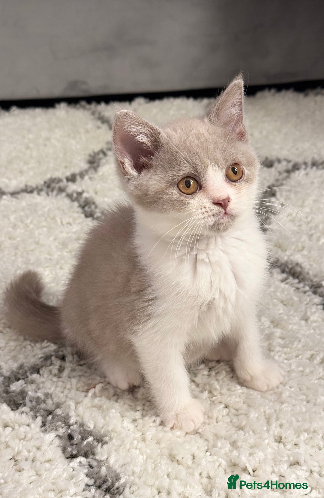 British Shorthair cats for sale: Pure British Shorthair kittens ready now 🏆🥇😻 - Image 3