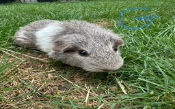 Guinea Pig rodents for sale: Male and Female Guinea Pigs For Sale  - Image 2