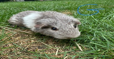 Guinea Pig rodents - Advert 7