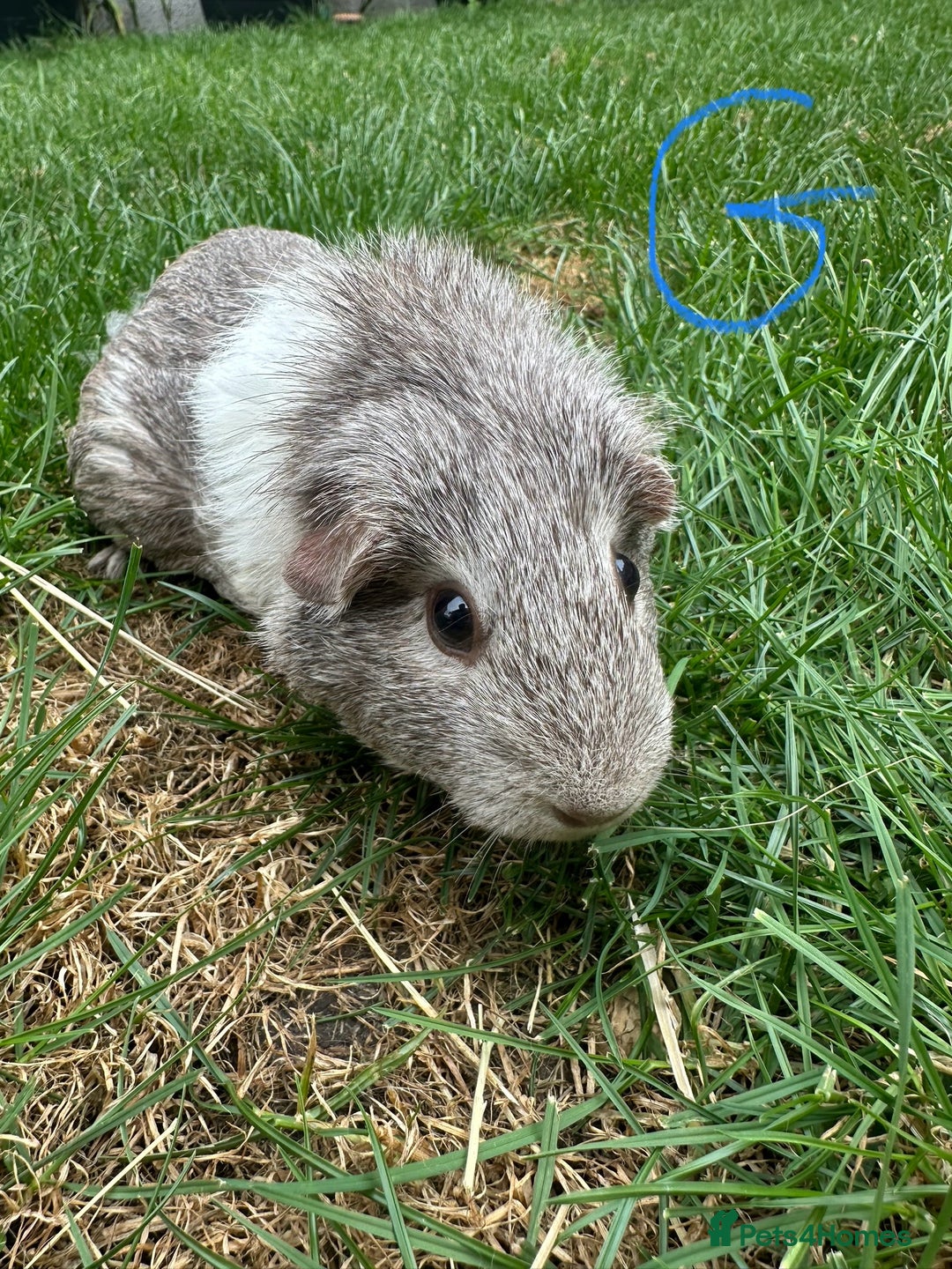 Guinea Pig rodents for sale: Male and Female Guinea Pigs For Sale  - Image 2