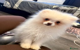 Pomeranian dogs for sale: pomerian puppy boy  - Advert 2