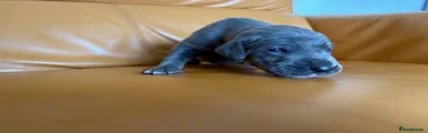 Great Dane Puppy 4