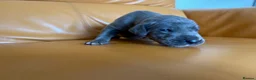 Great Dane dogs for sale: Pedigree registered blue and black Great Dane Pups - Advert 7