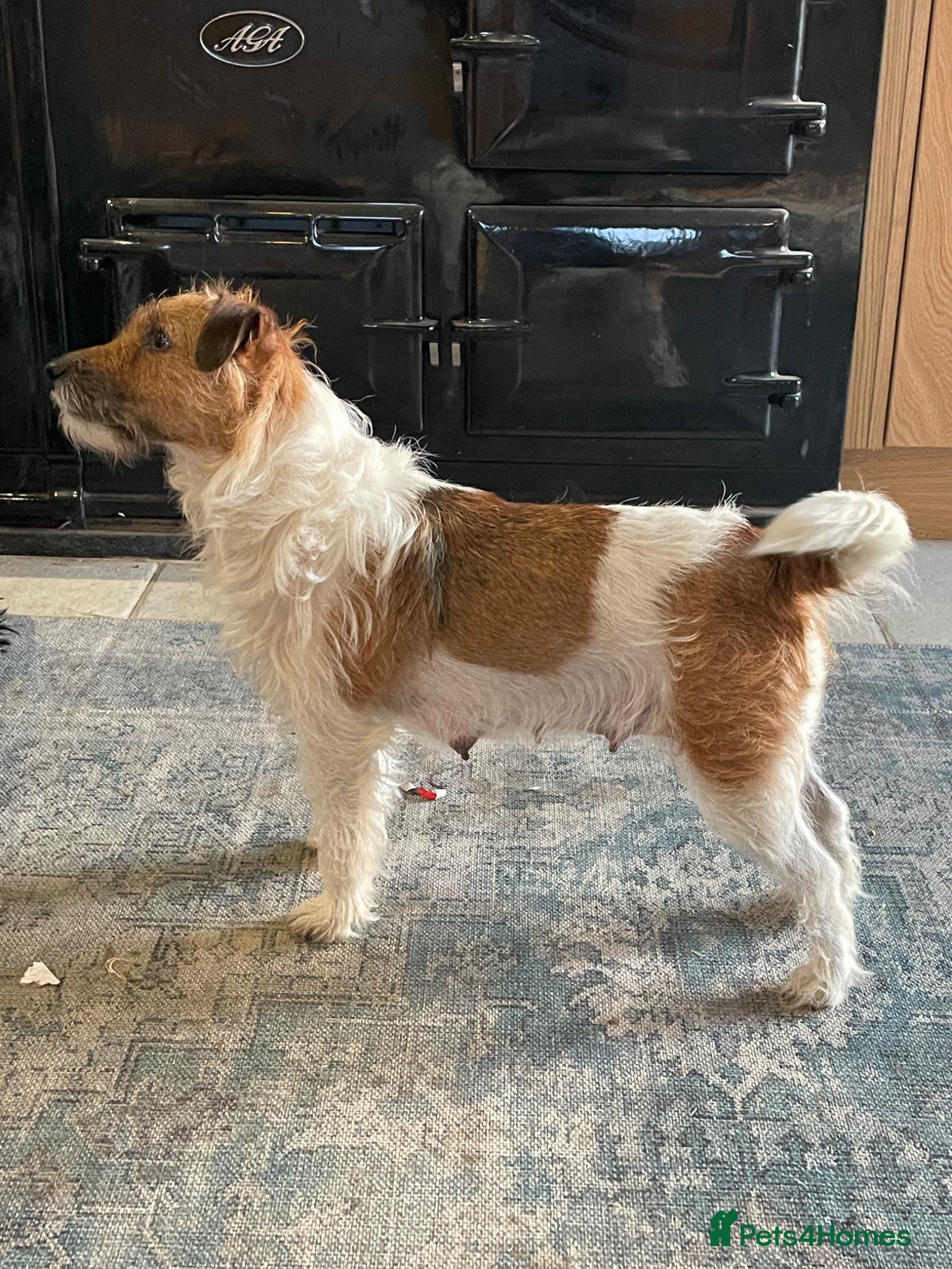 Mixed Breed dogs for sale: Lakeland x girl looking for new home - Advert 2