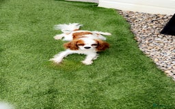 Cavalier King Charles Spaniel dogs for stud: Beautiful king - Image 2