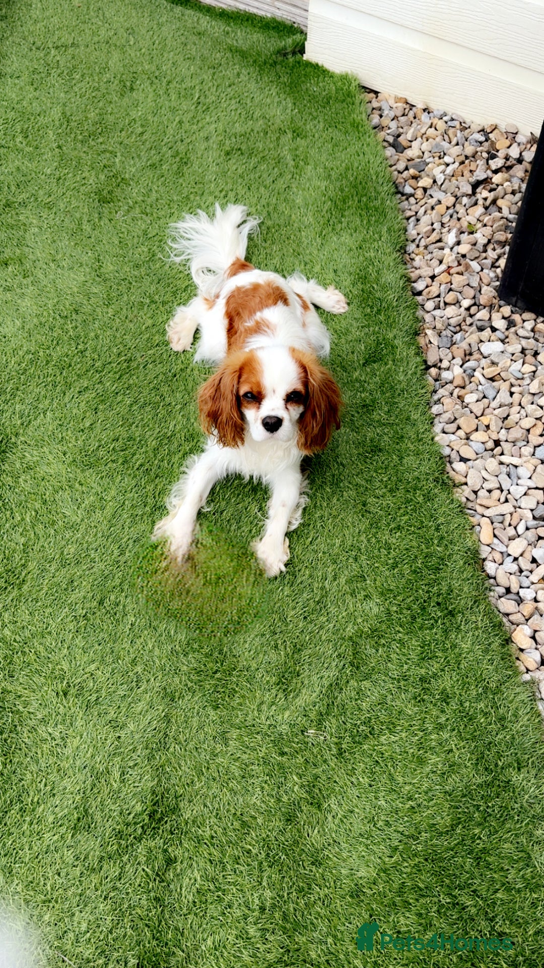 Cavalier King Charles Spaniel dogs for stud: Beautiful king - Image 2