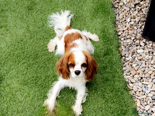 Cavalier King Charles Spaniel dogs - Advert 28