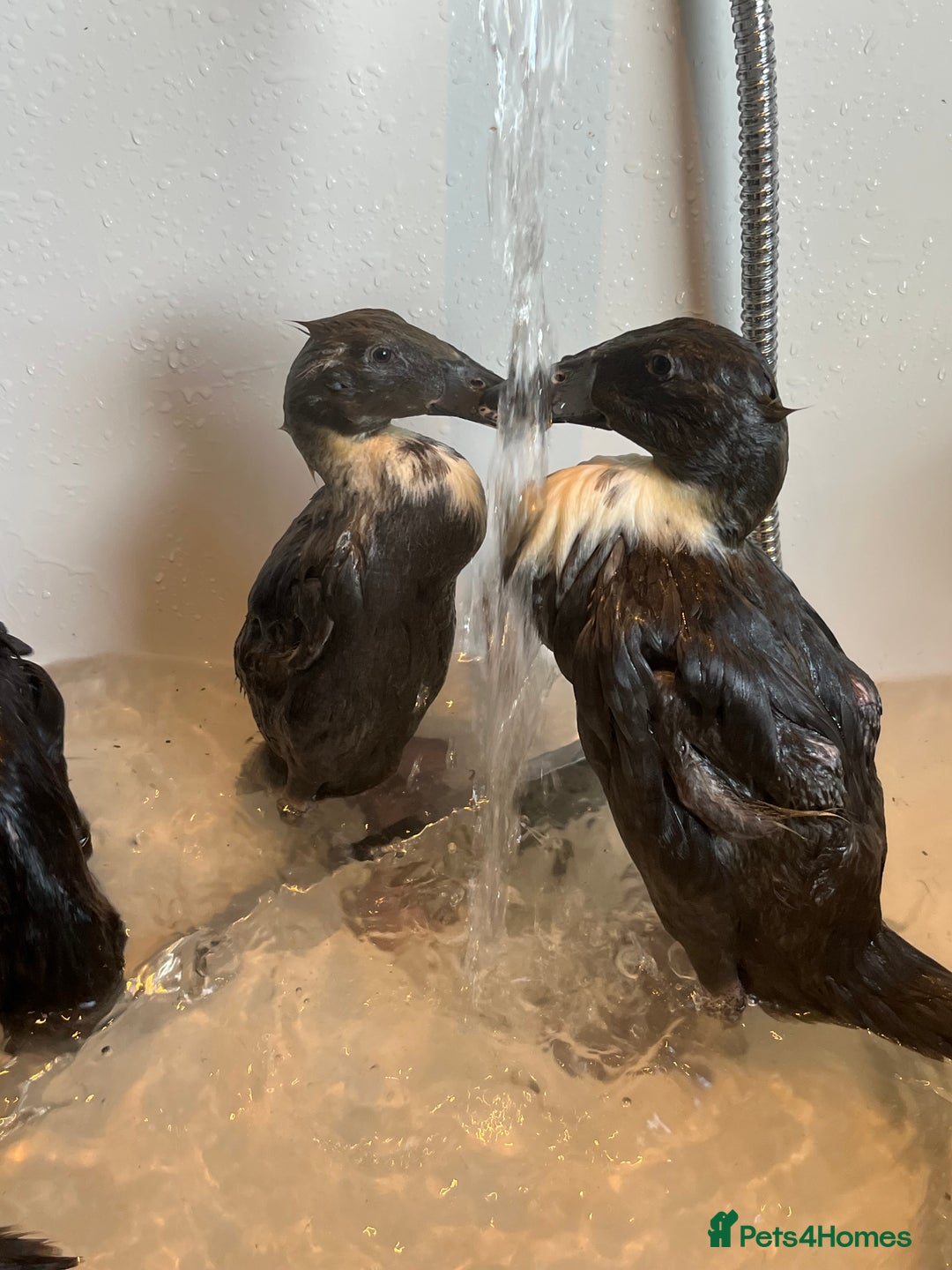 Ducks poultry for sale: Indian runner ducklings - Advert 3