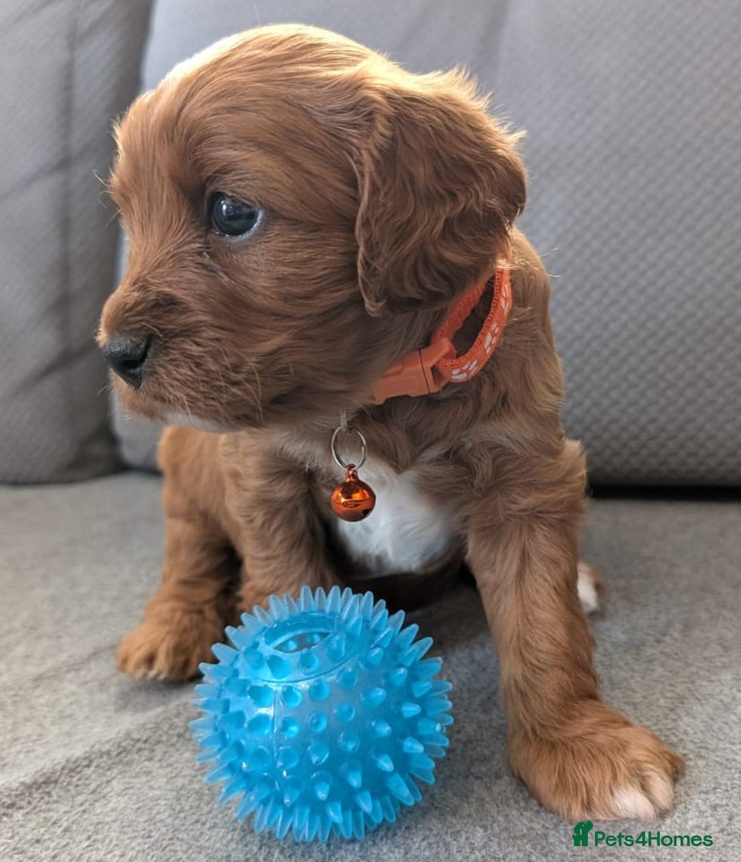 Cavapoo dogs for sale: F2 Cavapoo, Dog breeding license - Advert 12