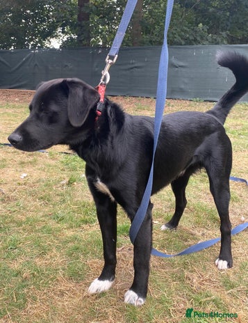 An Adorable Labrador cross Boy - for a Loving Home