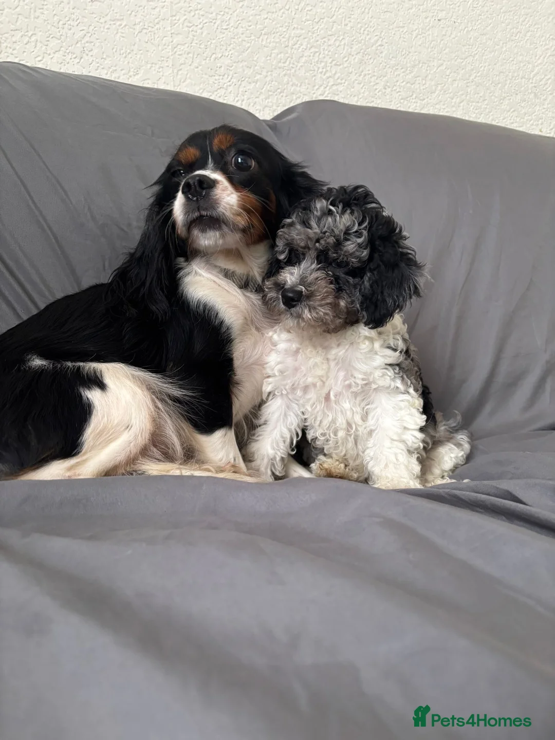 Cavapoochon dogs for sale: Cavapoochon puppies for sale  in Stoke-on-Trent - Advert 10