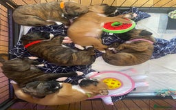 Boxer dogs for sale: KC Boxer Puppies for sale 4 Dogs 2 Bitches - Image 2