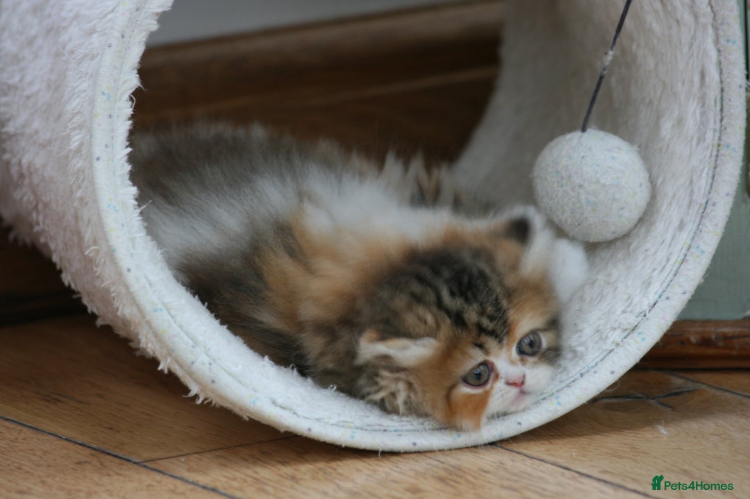 Exotic cats for sale: Beautiful Exotic Pedigree Kittens - Image 2