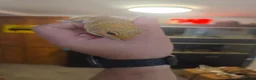 Leopard Gecko reptiles for sale: 2 Leopard Geckos with VIVs & equipment in Sheffield - Advert 4