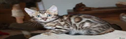 Bengal cats for sale: One Brown Rosette Male Bengal Left! - Advert 28